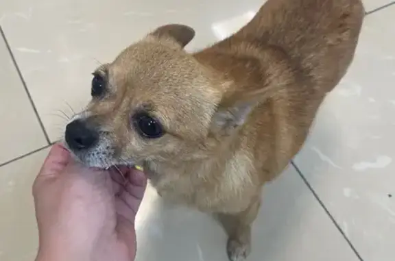 Найдена собака, Новороссийск, фото: Собака найдена: Новороссийск, шоссе 59