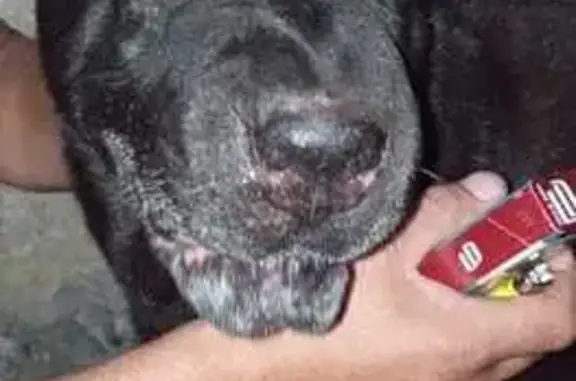 Собака найдена: 2-я Севастопольская, 30