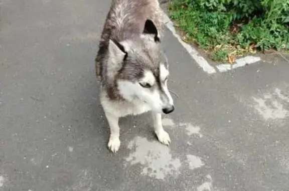Хаски найдена: ул. 10 лет Октября, Омск