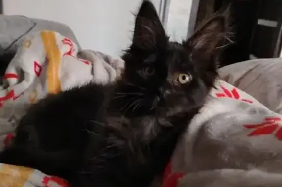 Кошки потеряшки, Красноярск, фото: Потеряшка кошка, ул. Вавилова, 49А, Крск