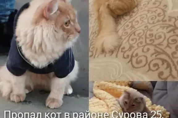 Кошки потеряшки, Ульяновск, фото: Потеряшка рыжий кот, Врача Сурова 25
