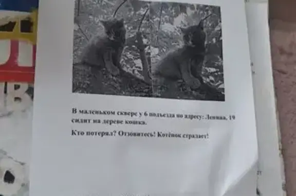 Кошка найдена: пр. Ленина, 19, Челябинск