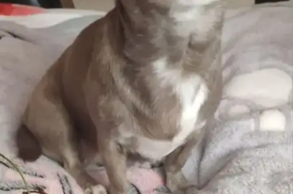 Пропала чихуахуа, МО, 10 лет