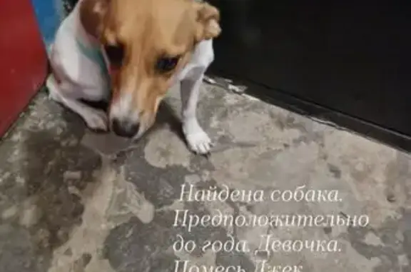 Найдена собака, ул. 64-й Армии, 79
