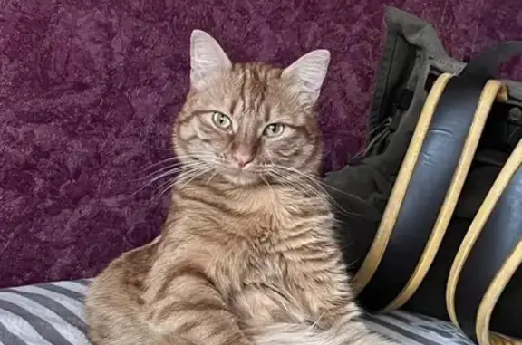 Пропала рыжая кошка, ул. Королёва, 8Д