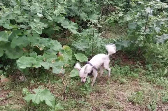Найдена собака, ул. 25 лет Октября, 2