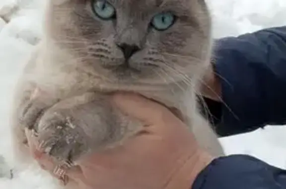 Кошки потеряшки, Шахты, фото: Потеряшка кошка, Набережная 40, Шахты