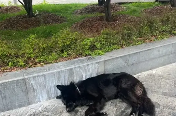 Собака найдена: Пресненский Вал, 1, Москва