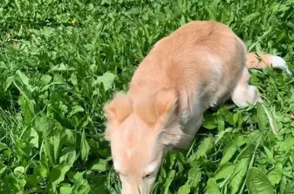 Собака найдена: Комсомольский пр. 48, Челябинск