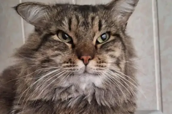 Пропала кошка, Дунайский пр., 6, Ставрополь