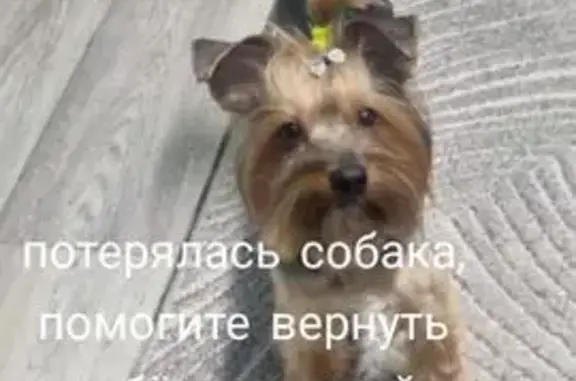 Собаки потеряшки, , фото: Потеряшка собака в Солнечном городе, 39