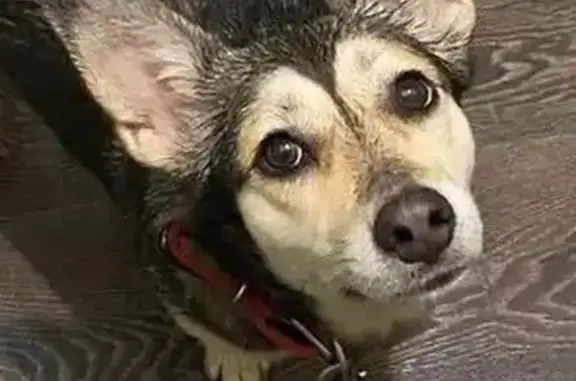 Собаки потеряшки, Казань, фото: Потеряшка собака, Казань, Татарстан