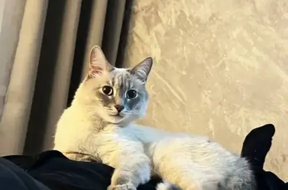 Кошки потеряшки, Балаково, фото: Потеряшка кошка, Балаково, наб. 50 лет ВЛКСМ, 2