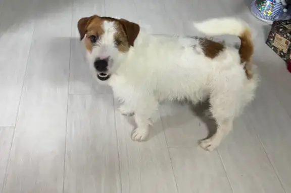 Собаки потеряшки, Когалым, фото: Потеряшка собака, ул. Дружбы Народов, 32