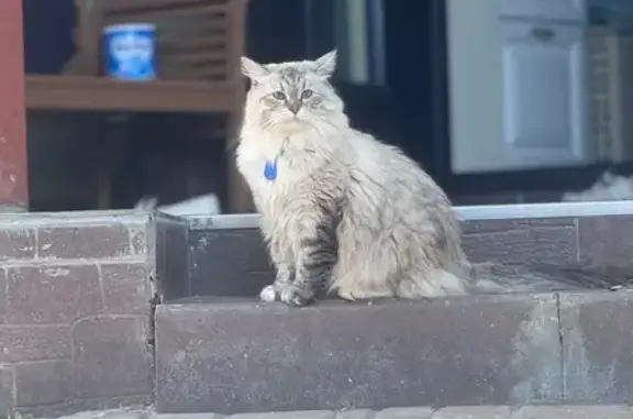 Кошки потеряшки, Улыбышево, фото: Потеряшка кот Оскар, Вишнёвая, Улыбышево