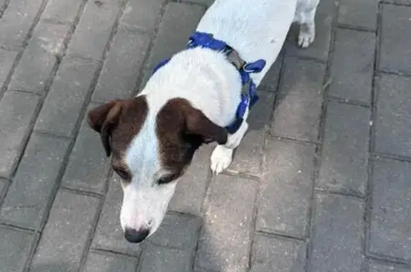 Найден Джек Рассел на бульваре Комарова