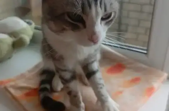 Кошка найдена, ул. Фрунзе, Екатеринбург
