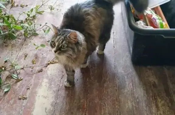 Найдена кошка, Саратов, фото: Кошка найдена: Ростовский пр., 9/15, Саратов