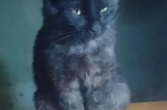 Кошки потеряшки, Рязань, фото: Потеряшка кошка, ул. Толстого, 10, Рязань