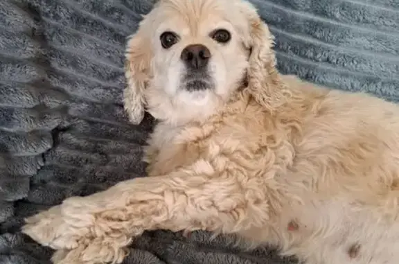 Найдена собака, Чигири, фото: Найдена кокер-спаниэль, Чигири, Центр. ул.