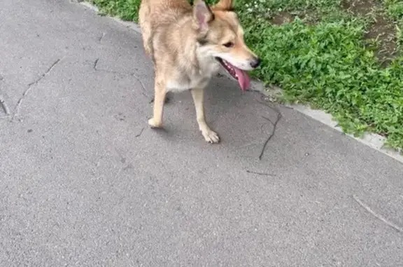 Найдена собака, Комсомольская 138, Уфа