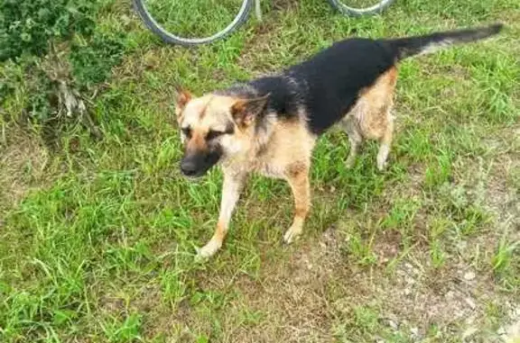 Собака найдена: ул. Давлетшиной, 18, Сибай