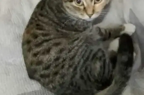 Кошки потеряшки, Красноярск, фото: Потеряшка кошка, Комсомольский пр., 5