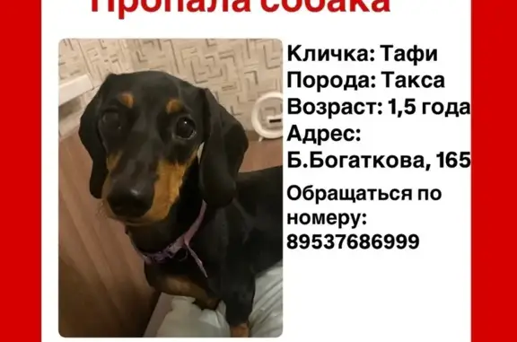 Пропала такса, Бориса Богаткова 165, Нск
