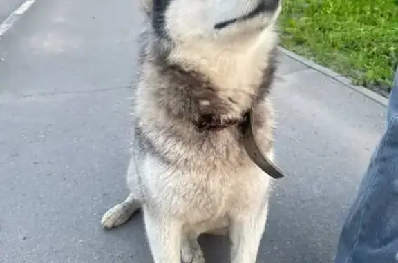 Найдена хаски в Туле, район Зеленстрой