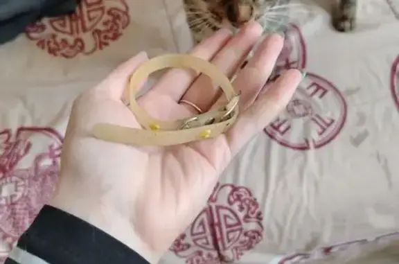 Найдена кошка, Кострома, фото: Кошка найдена на Мясницкой, 62, Кострома