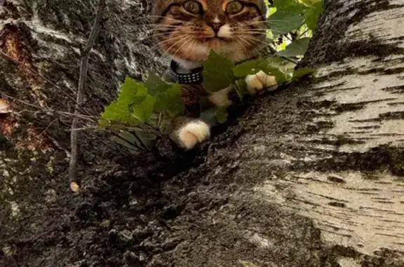 Найдена кошка, Рязань, фото: Кошка найдена, Введенская 103, Рязань