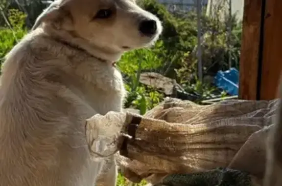 Пропала собака у хут. Рыбацкий, Черюмкин