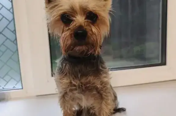 Найдена собака, городской округ Бердск, фото: Собака найдена на Морском, Бердск