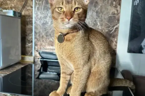 Кошки потеряшки, Чебоксары, фото: Потеряшка кот Симба, пр. Горького 20Б, Чебоксары