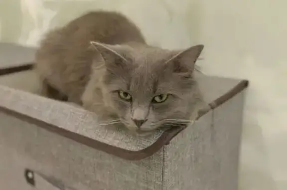 Кошки потеряшки, Липецкая область, фото: Потеряшка кошка, Хлевное, Липецкая обл.