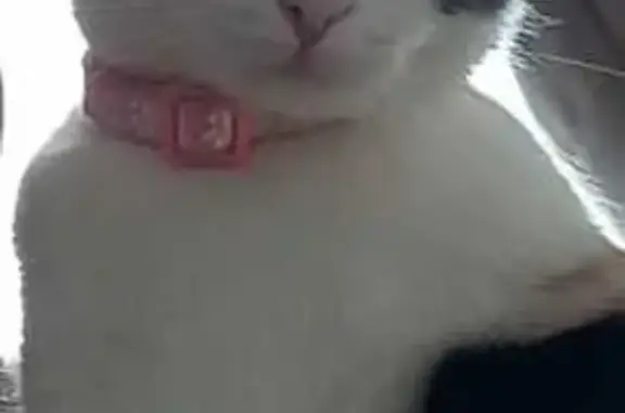 Кошки потеряшки, Ивдель, фото: Потеряшка кошка, ул. Трошева 11, Ивдель