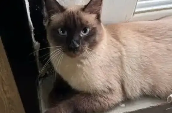 Пропала сиамская кошка, Полдневая 12