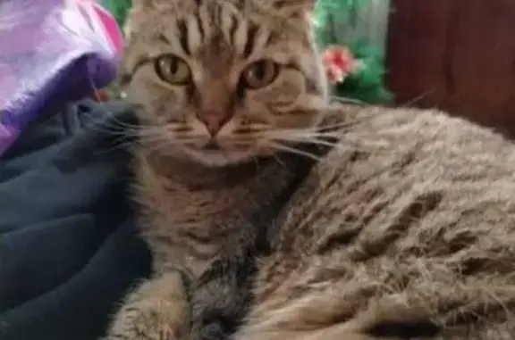 Пропала кошка, ул. Гастелло 27, Оренбург