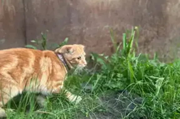 Кошки потеряшки, Республика Бурятия, фото: Потеряшка рыжая кошка, Улан-Удэ