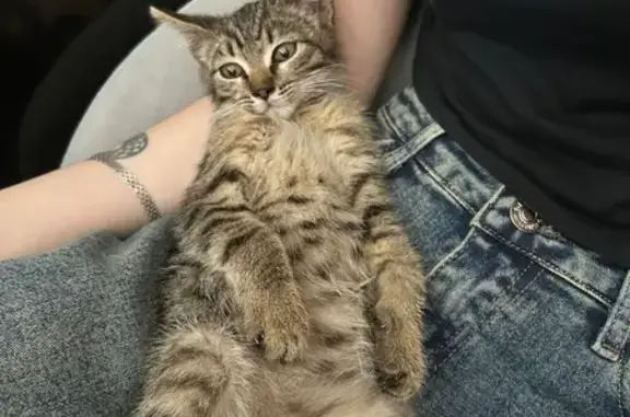 Найдена кошка, ул. Орджоникидзе, 16