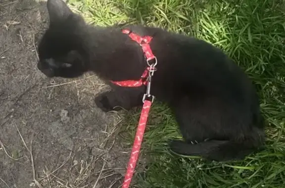 Пропала кошка, ул. Багратиона 8, Котлас