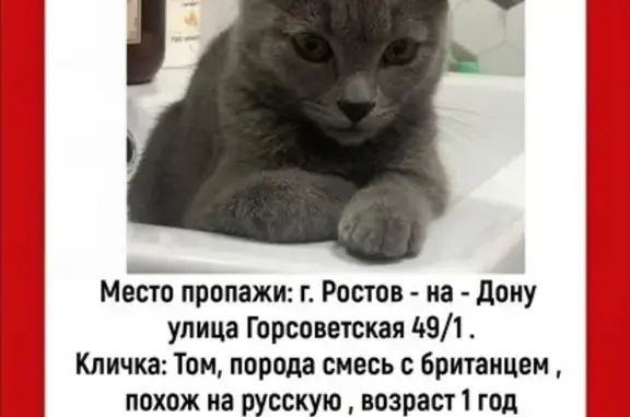 Пропала кошка, Горсоветская 49 с1, Ростов