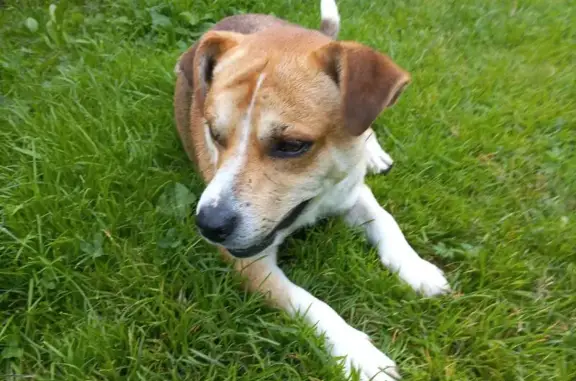 Найдена собака, , фото: Найдена собака в с. Батманы, Кузнечная 17