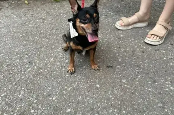 Собака найдена на Дзержинского, 24, Томск