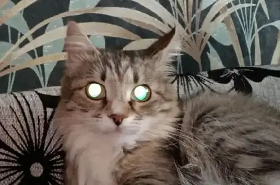 Пропала кошка, Тульская ул. 12А, Суворов