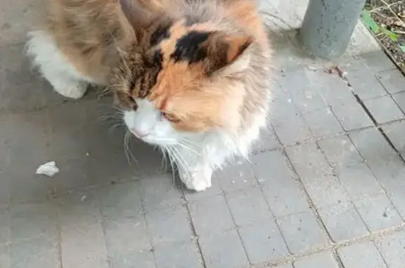 Кошка найдена, ул. Балакирева 37А, Владимир