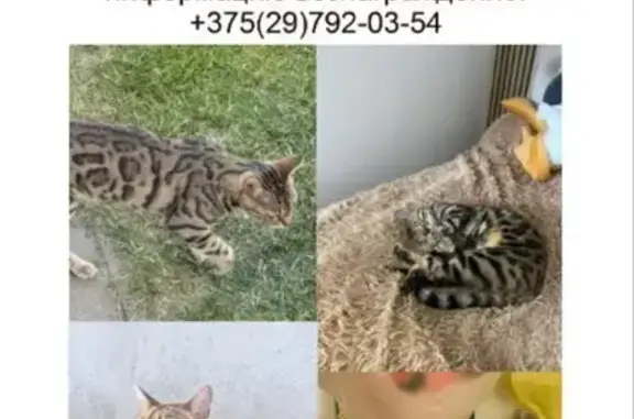 Кошки потеряшки, Барановичи, фото: Потеряшка бенгальская кошка, ул. Вильчковского