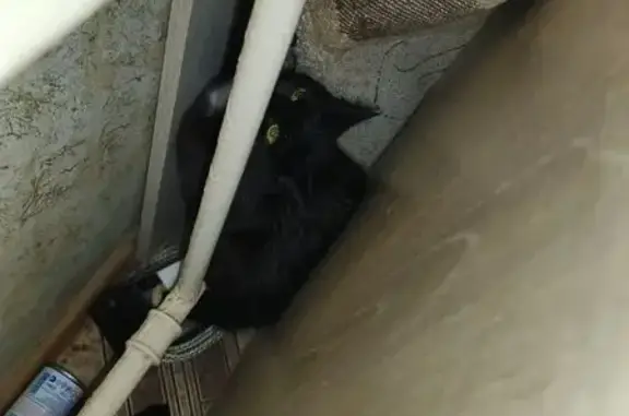 Найдена кошка, Тюмень, фото: Кошка найдена у пр. Геологоразведчиков, 48