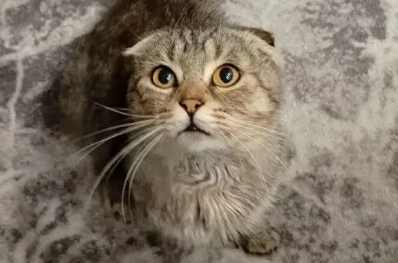 Кошки потеряшки, Неверкино, фото: Потеряшка кошка, Советская ул. 26, Неверкино