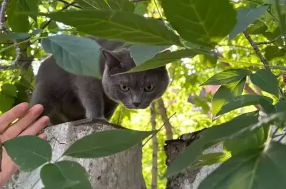 Найдена кошка, Томск, фото: Кот найден на ул. Кошурникова, 1, Томск